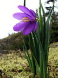 Douglas' grasswidow ، Purple-eyed Grass, Satin Flower